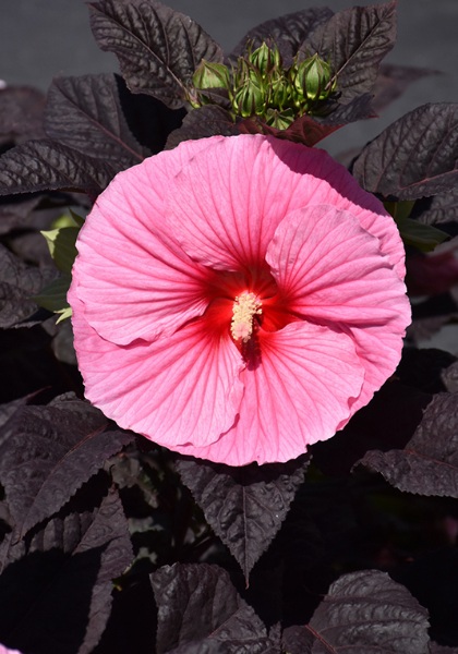 HIBISCUS EDGE OF NIGHT #3 PW