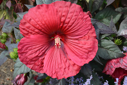 HIBISCUS HOLY GRAIL #2 PW
