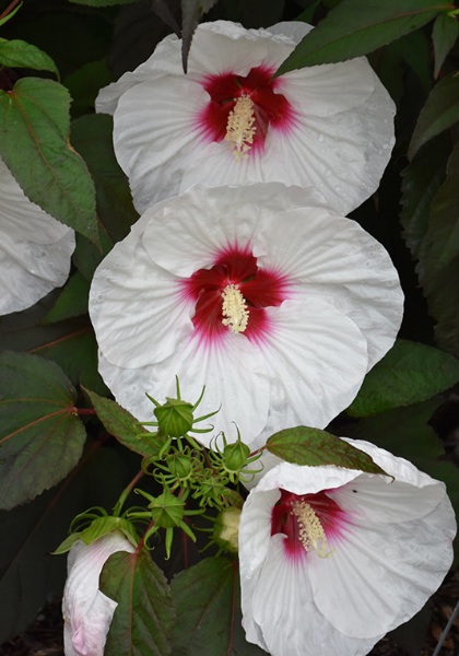 HIBISCUS MOCHA MOON #3