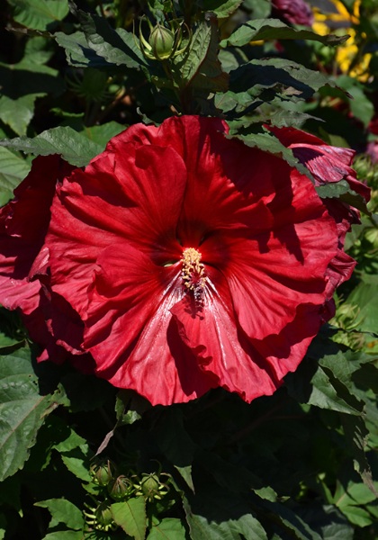 HIBISCUS VALENTINES CRUSH #3 PW
