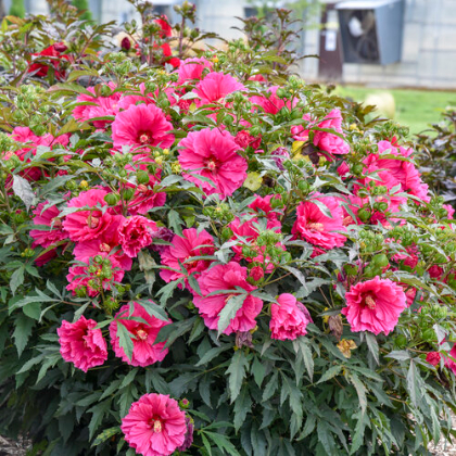 HIBISCUS WATERMELON RUFFLES #3