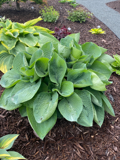 HOSTA ABIQUA DRINKING GOURD #1
