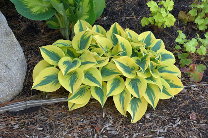 HOSTA AUTUMN FROST #1/7" PW