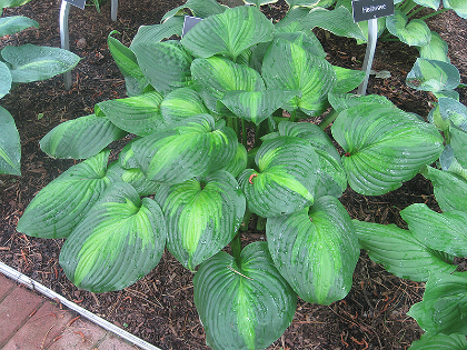 HOSTA AVOCADO #1