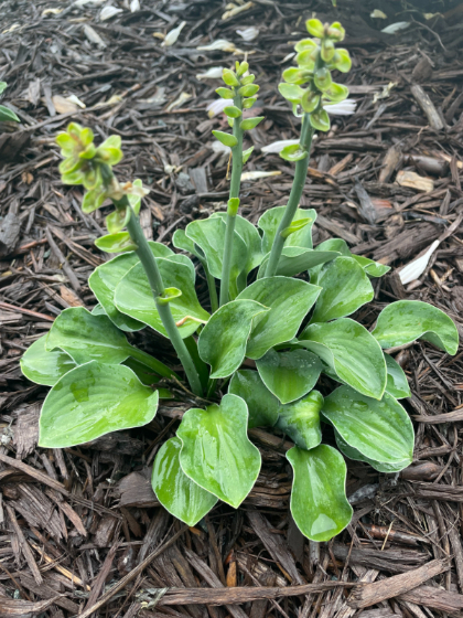 HOSTA BLUE MOUSE EARS #1