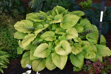 HOSTA COAST TO COAST #1/7" PW