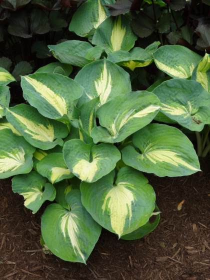 HOSTA DREAM QUEEN #1