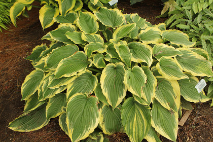 HOSTA DROP-DEAD GORGEOUS #1/7"