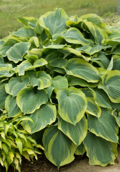HOSTA EARTH ANGEL #1