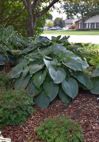 HOSTA EMPRESS WU #1/7" PW