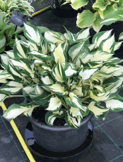 HOSTA FIRE AND ICE #1