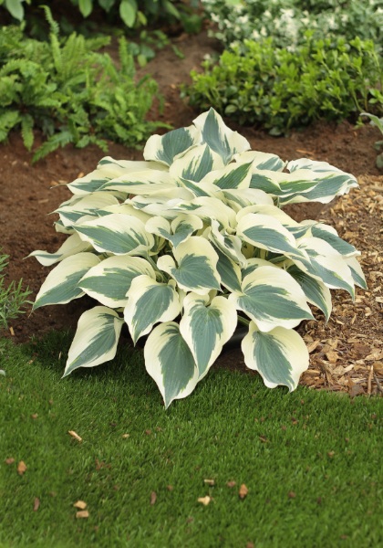 HOSTA FIRN LINE #1