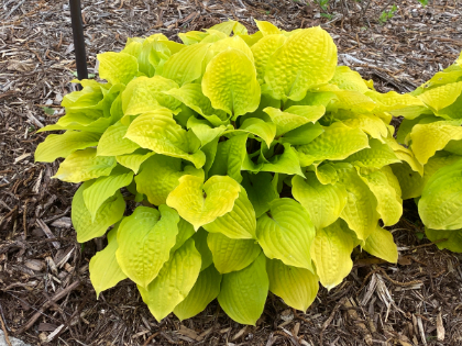 HOSTA FIRE ISLAND #2 STG25