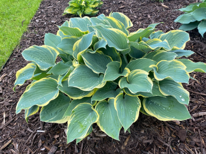HOSTA FIRST FROST #1