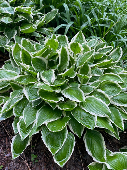 HOSTA FRANCEE #1