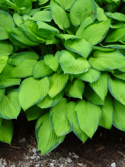 HOSTA GOLD STANDARD #1
