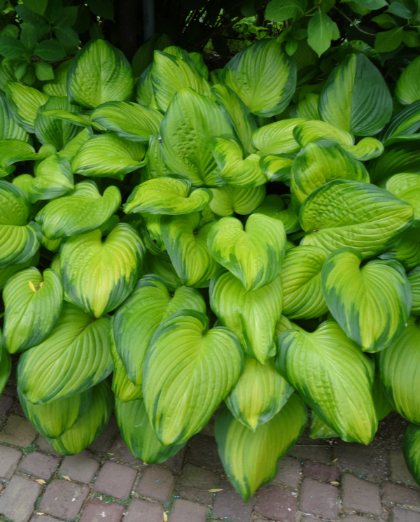 HOSTA GUACAMOLE #1