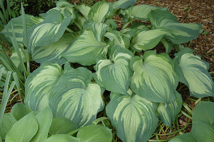 HOSTA GUARDIAN ANGEL #1