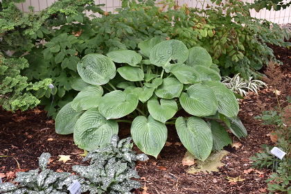 HOSTA HUMPBACK WHALE #1