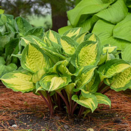 HOSTA ISLAND BREEZE #1