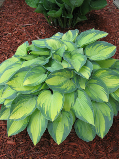 HOSTA JUNE #1