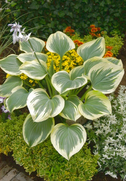 HOSTA LIBERTY #1