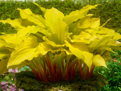 HOSTA LIPSTICK BLONDE #1