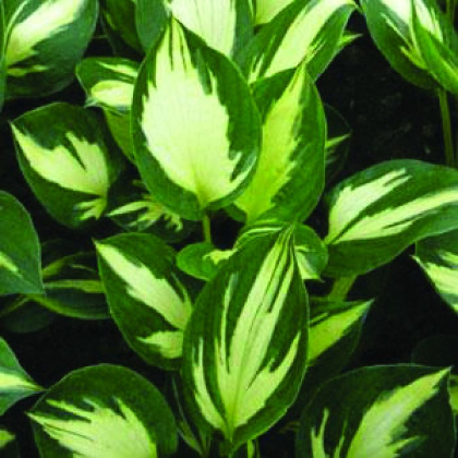 HOSTA MORNING STAR #1