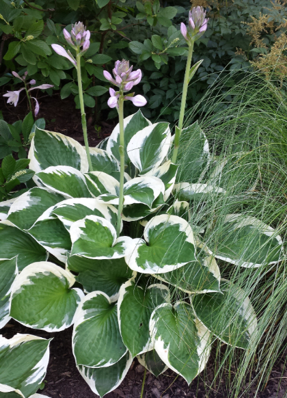 HOSTA PATRIOT #5