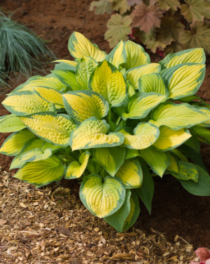 HOSTA PAUL'S GLORY #1