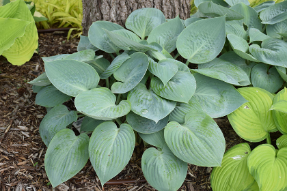 HOSTA PRAIRIE SKY #1