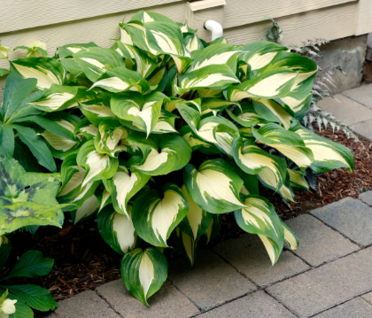 HOSTA RASPBERRY SUNDAE #1