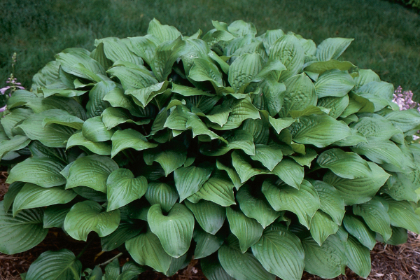 HOSTA ROYAL STANDARD #1
