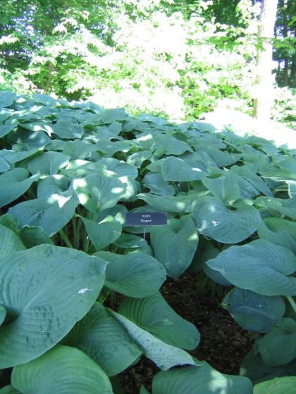 HOSTA SIE ELEGANS #1