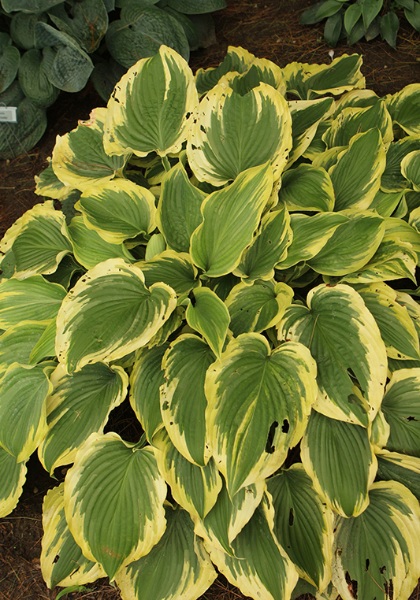 HOSTA TOUCH OF CLASS #5