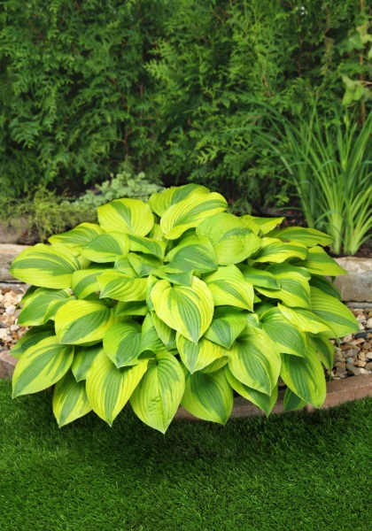 HOSTA VELVET MOON #1