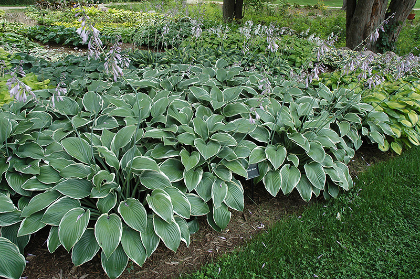 HOSTA WINTER SNOW #1
