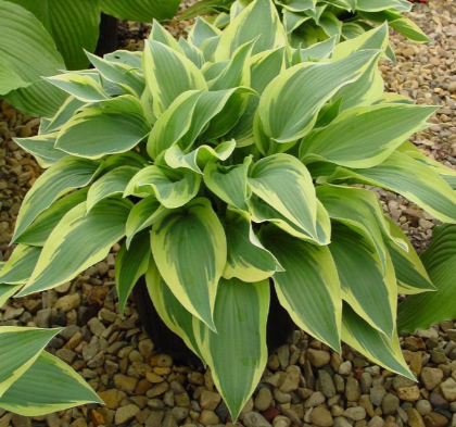 HOSTA WOLVERINE #1