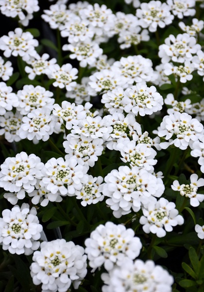 IBERIS SEM PURITY CANDYTUFT #1