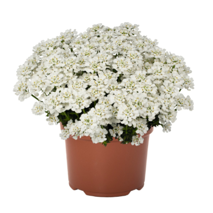 IBERIS SEM WHITE SHADOW #1