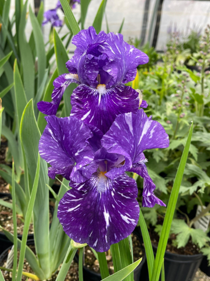 IRIS GER BATIK #1/7" ROY PURP