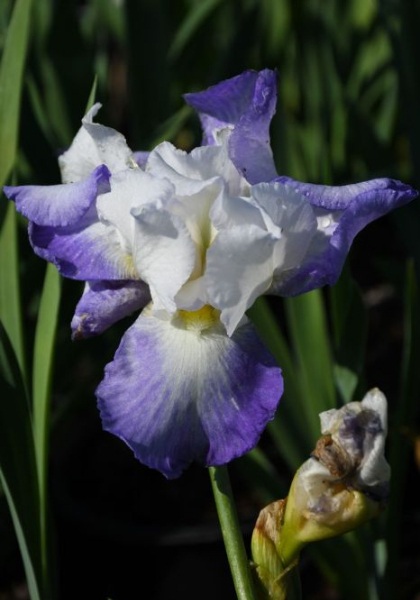 IRIS GER MISSION RIDGE #1/7" V/W