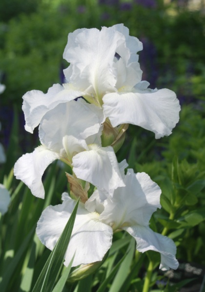 IRIS GER IMMORTALITY #1/7" WHITE