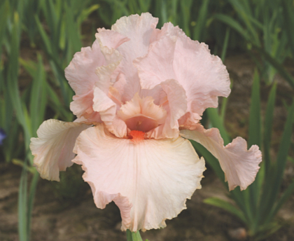 IRIS GER PEGGY SUE #1/7" PINK
