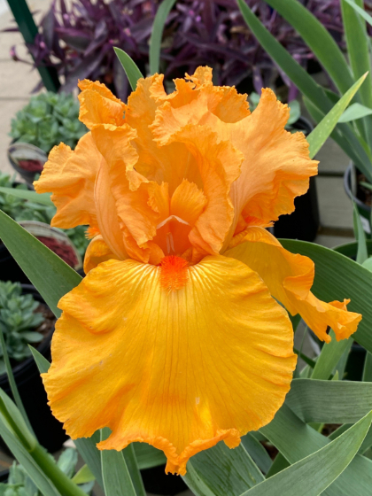 IRIS GER SAVANNAH SUN#1/7"ORANGE