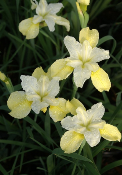 IRIS SIB BUTTER & SUGAR #1