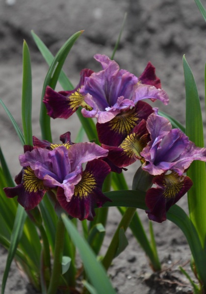 IRIS SIB PEA BTFLY MISS APPLE #1