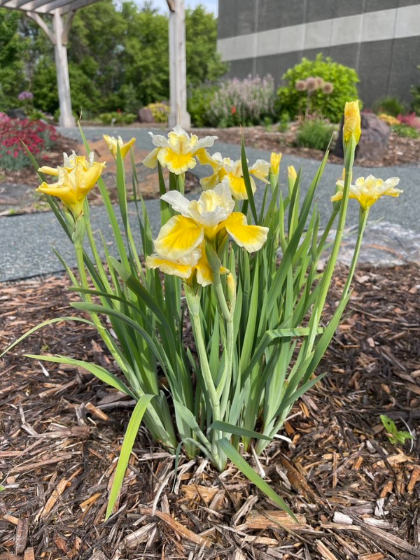 IRIS SIB PEA BFLY SOLAR ENERGY#1