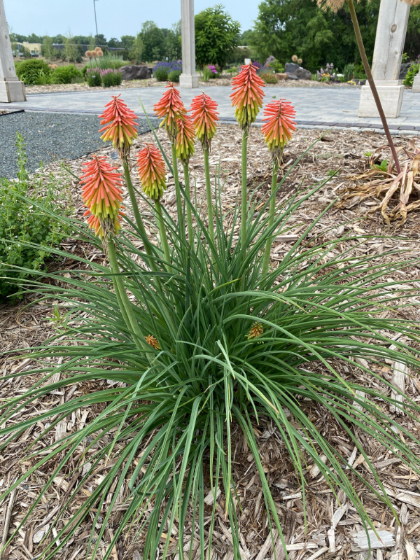 KNIPHOFIA HIR FIRE DANCE #1/7"