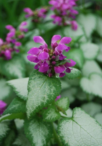 LAMIUM MAC PURPLE DRAGON 4"/10T